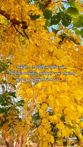 မမကိုချစ်တာ တစ်ခဏတာအတွက်မဟုတ်ပါဘူး။ တစ်ဘဝစာအတွက်ပါ။ အရာအားလုံးကိုစတေးပြီးတော့ကို မမကိုချစ်ခဲ့တာပါ။ #fyp 