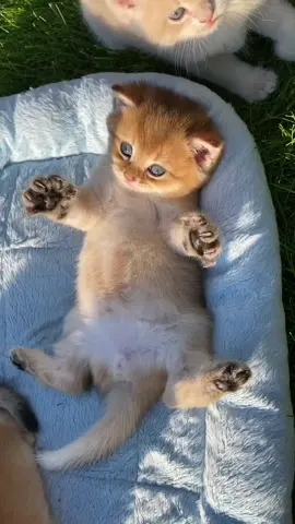 Какой же я милый 😻 Тгк: versocats #verso