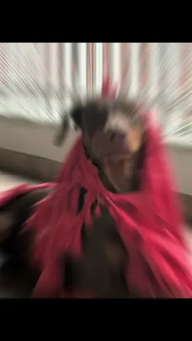 Dante