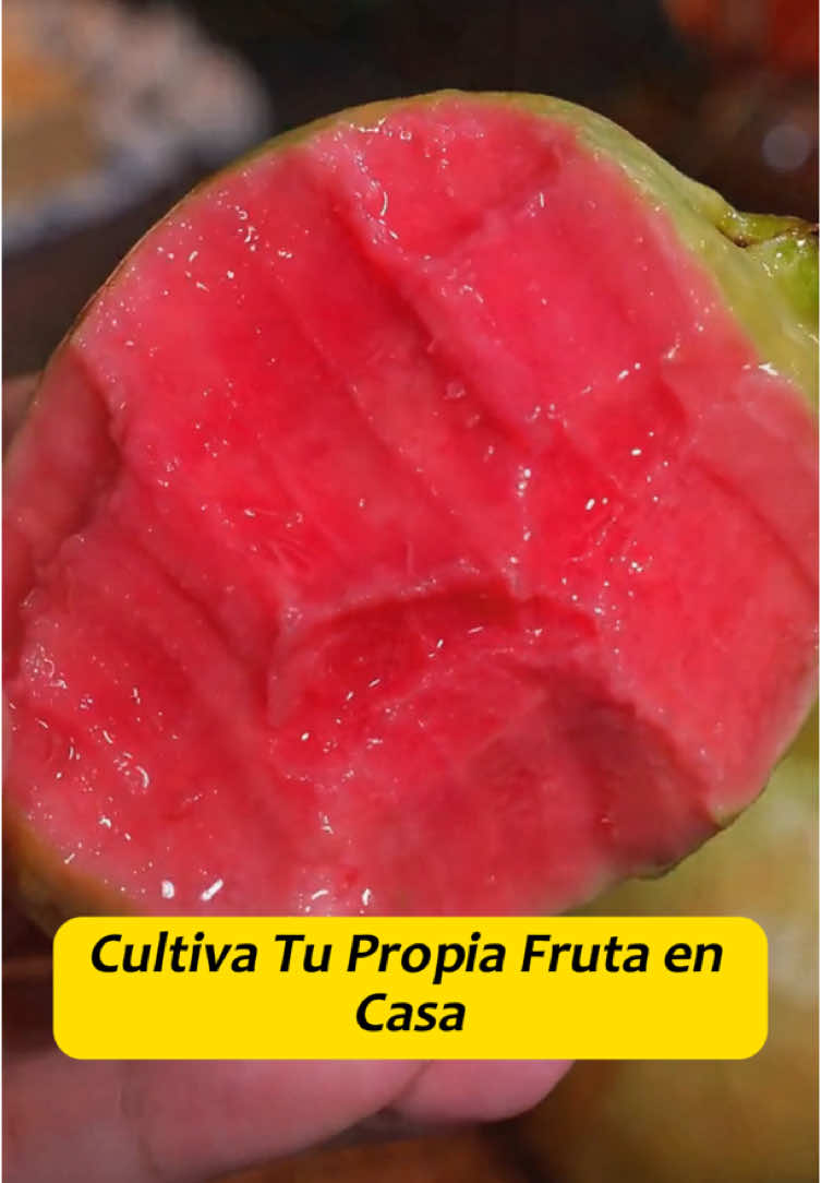 #pinkguava #guavatree #plants #fruit #planttree#foryou  #dealsfordays  #TikTokShop  #fyppppppppppppppppppppppp  #goodthing  #TikTokShopLoveAtFirstFind  #spotlightfinds  #fypシ #TikTokShopSpringGlowUp #TikTokShopNewYearNewAura#spotlightfinds #TikTokShopLoveAtFirstFind #spotlightfinds #fyp #foryoupage #gift #tiktokshop #good