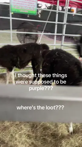The game lied I fear #fortnite #satire #fortnitellama #loot #fortnite #foryou #foryoupage #llama #zoo #funny #foryourepage 