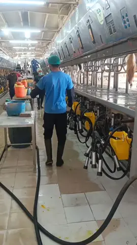 milk production process in factory 