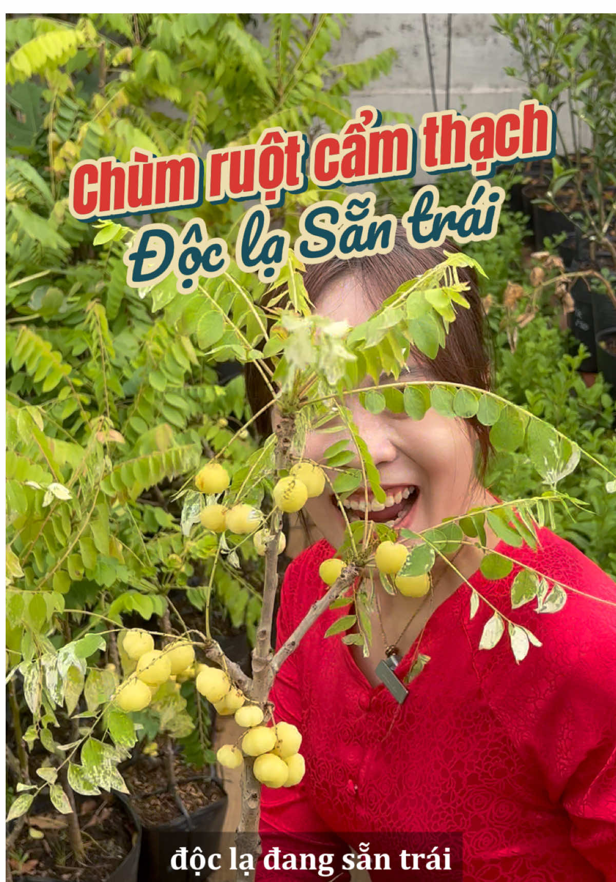 Chùm ruột cẩm thạch d.oc lạ, sẵn trái #hoanglonggarden #chumruotcamthach #chumruotchua #caâyntrai #caytrongchau 