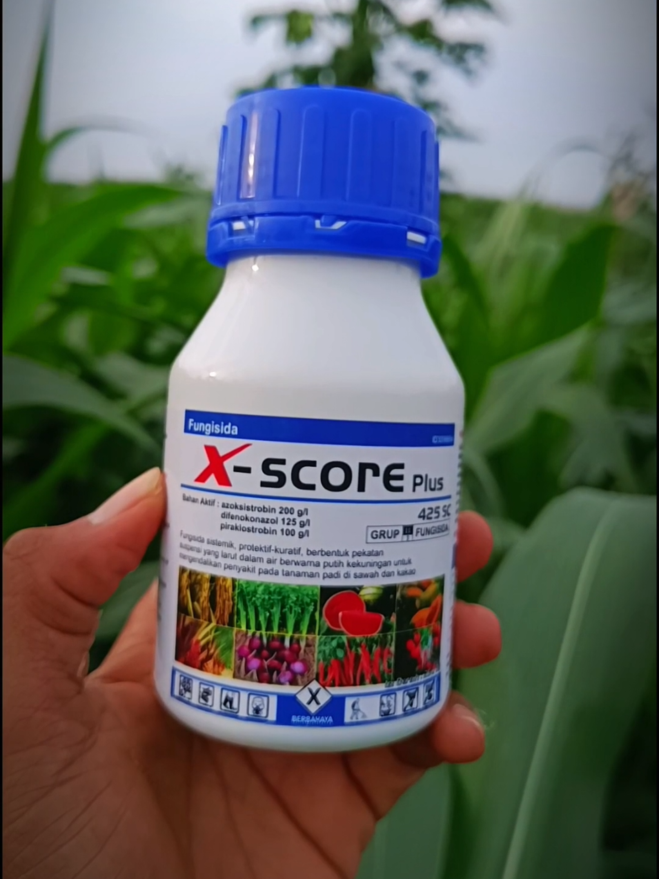 Fungisida X SCORE PLUS 425SC 250ML! Fungisida sistemik ini bekerja efektif melawan berbagai penyakit tanaman. #fungisida #xscoreplus #jamur 