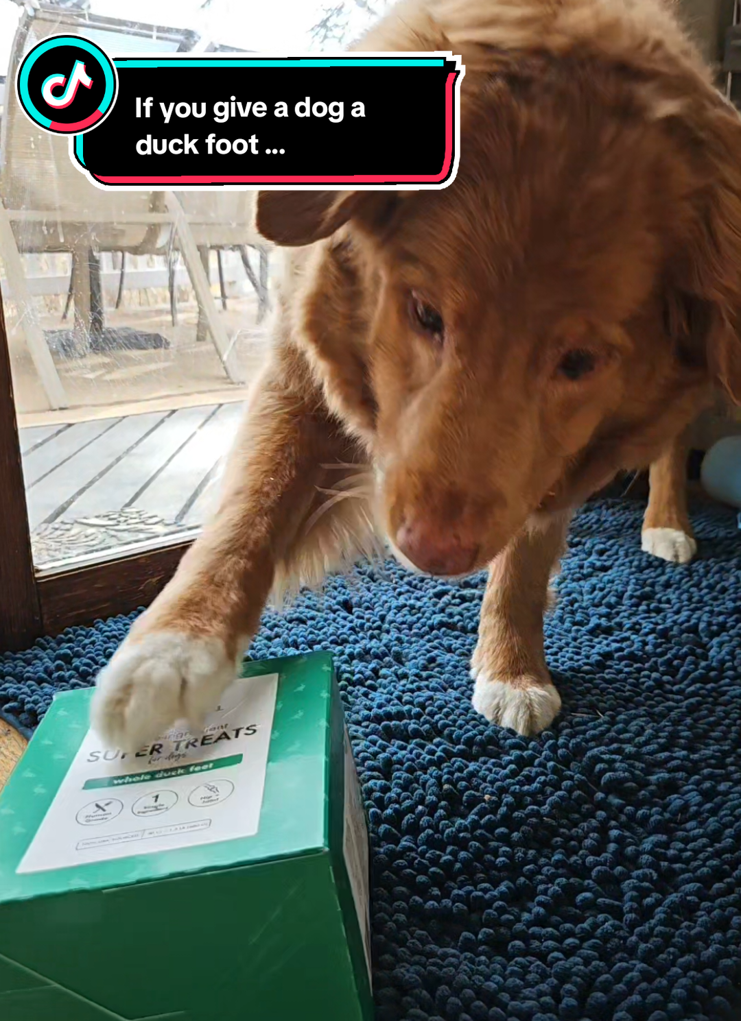 Piper has thoughts on King Lou duck treats. @King Lou #ducktoller #nsdtr #novascotiaducktollingretriever  #dogmom #petfood #dogtreats  #dogsoftiktok #tiktokshopcreator #springtok #ttsdelightnow #ttslevelup #tiktokshopspringglowup 