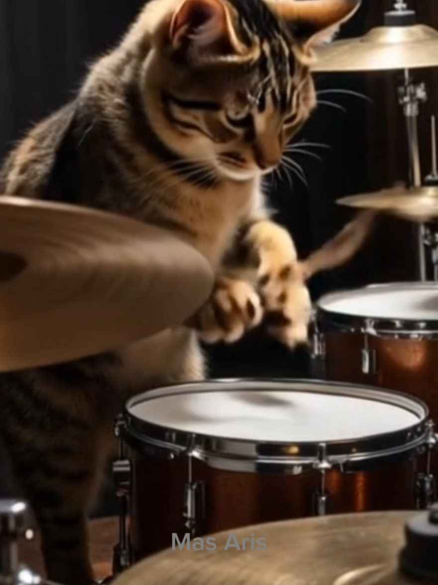 #hiburan #musik #cat #catlover 