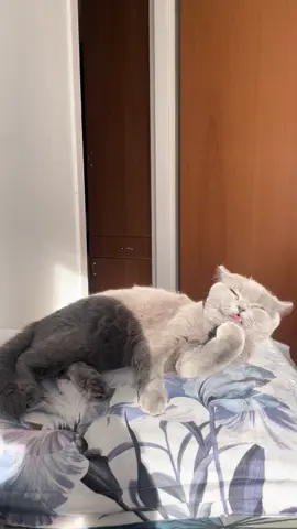 🐺#cats#nasheed#islam#ghuraba#chechen#рекомендации#xcyzba#fyyyyyyyyyyyyyyyy 