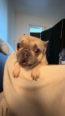 You want a piece of me? #dogsoftiktok #funnypets #cuteanimals #imrighthere #dayinmylife #trending 