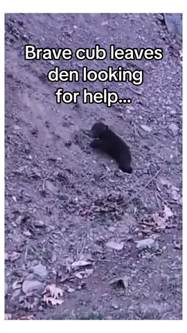 The dad found them! #wholesome #animalsoftiktok 