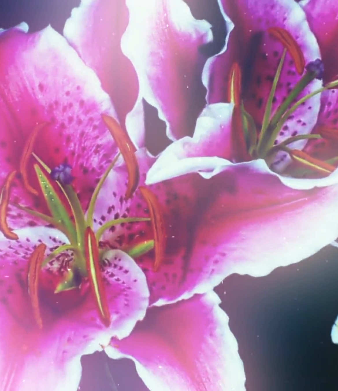 #flowers | this turned out ass —————— CREDITS !!  ✦ ac: il0vehxh ✦ cc: mine —————— ✦ format » 1920x1080 [16:9] 60 FPS ✦ song » Chemical Burn - Sophiaaaahjkl;8901 —————— HASHTAGS !! #floweredit#flower#flowersedit#aftereffects#ae#velocity —————— dt: @indie-mae ˚౨ৎ˚ @mikki🧣 @ieomxn @REXST☆R™ @༄✿tsuki˚✧₊⁎ @𝙃𝙮𝙥𝙣𝙤 @𝐆❦ @𝐌𝐀𝐓𝐇𝐄𝐀 @𝐌𝐄𝐏𝐇𝐘𝐑 @asli094 @𝐸𝐿𝐸𝑁𝐴 @𝗌𝖺𝖾𝗒𝘭𝘢༄ @k4elaaa !! 🫶🏼 @lucy 🌵 @★ ¢нαя ★ @𝑨𝒎𝒑 ♡ @lqbeaute @emma (taylor's version)♡ @𝐄𝐥𝐥𝐢𝐞 ⭑.ᐟ @hannahsin3ha @msrvelx @⟡𝑨𝑹𝑰໒ྀི⟡ @𝐋 𝐨 𝐯 𝐢 𝐬 𝐚 @saturnyet @𝐓 𝐀 𝐍 𝐇 𝐈 ★ @𝓖𝓻𝓪𝓬𝓮🦦 