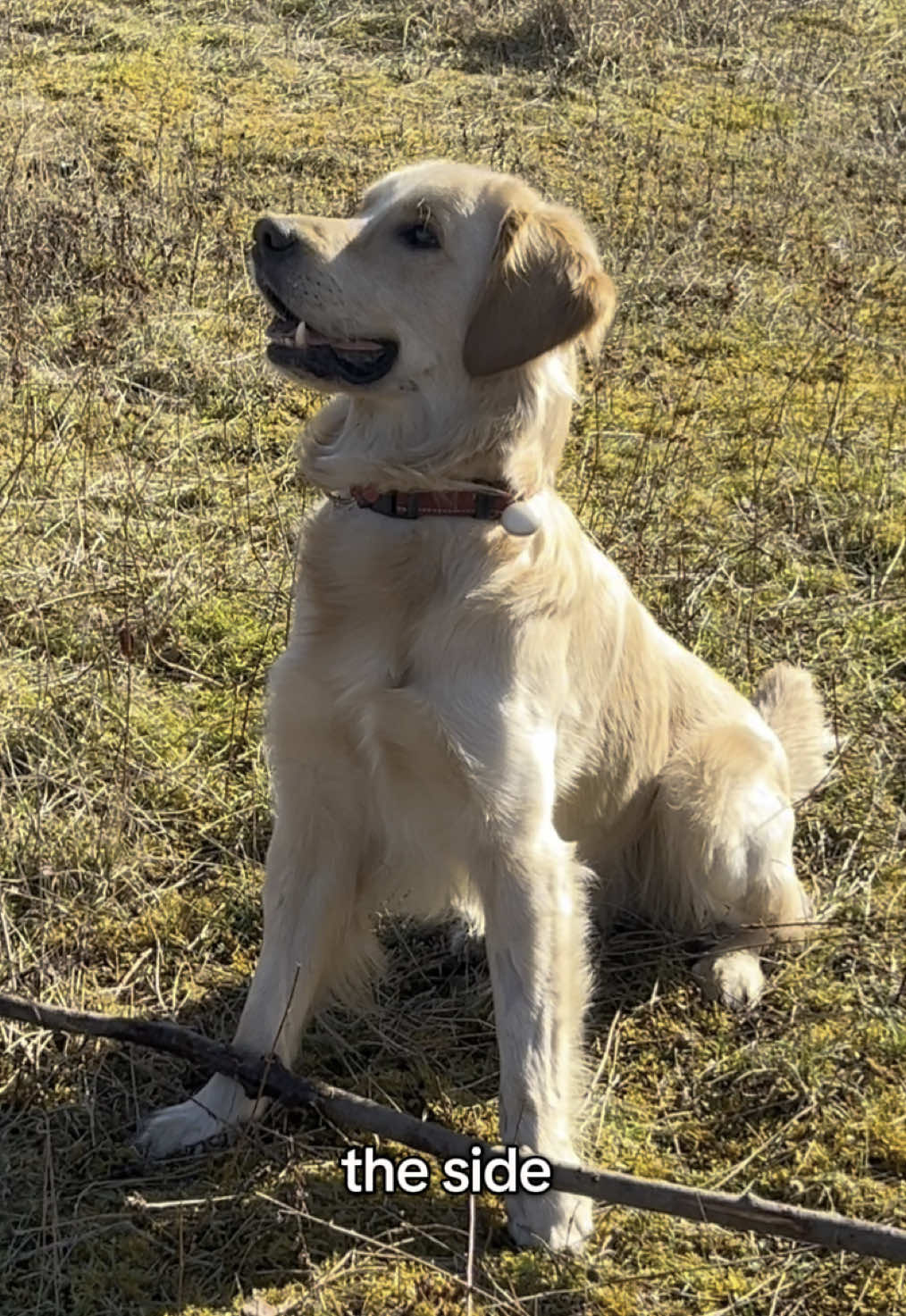 u flirts wif me? #goldenretriever #goldenretrieverlife #dogtok #dogmom #goldensoftiktok #dogsoftiktok 