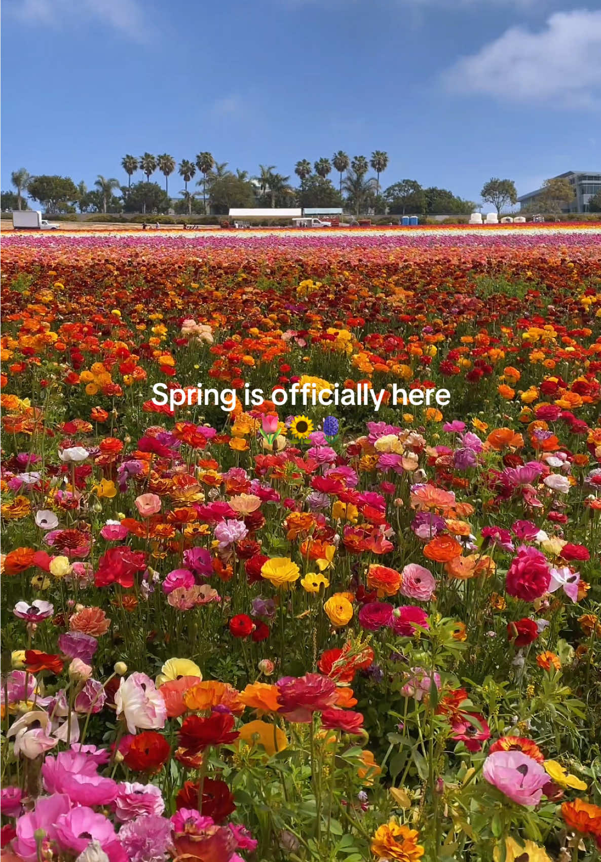 Spring is officially here! #springtime #springvibes #springflowers #springaesthetic #flowerbloom #springblooms 