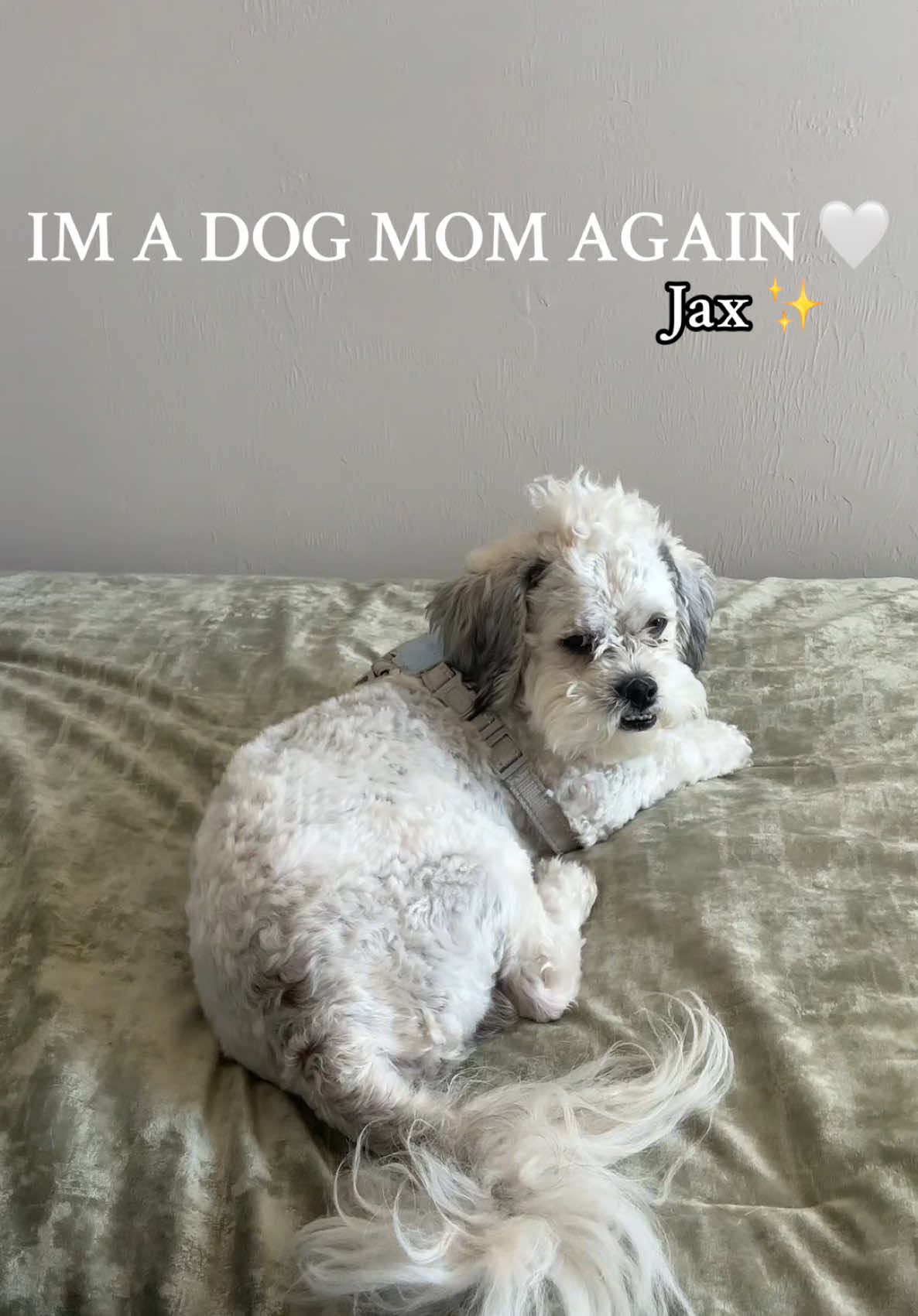 i’m a dog mom again 🥰 meet Jax 😙