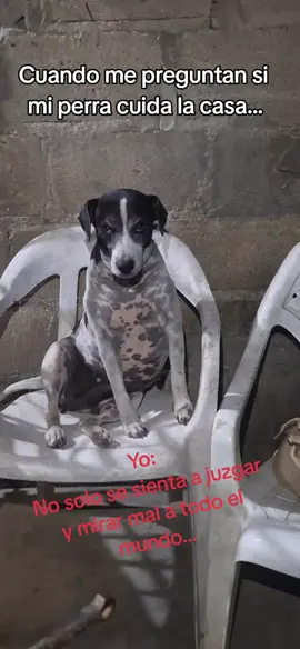 Nada que hacer! #parati #dog #paratiiiiiiiiiiiiiiiiiiiiiiiiiiiiiii #manchas0714 #animales 