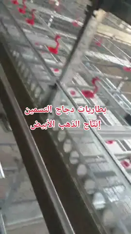 #الامارات #الامارات_العربية_المتحده🇦🇪 