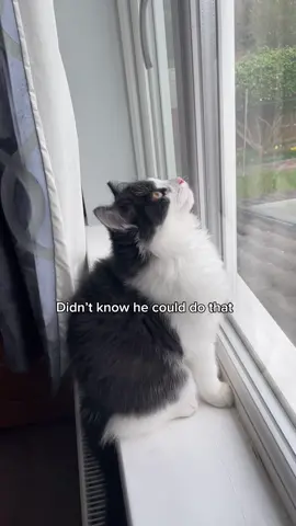 Long guy #fyp #catsoftiktok #kitten #kittensoftiktok #cute #cat #kittycat 