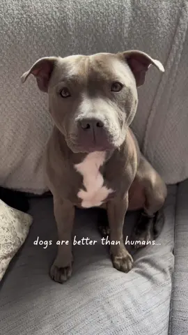 Dogs over humans any day❤️ #staffy #mylathebluestaffy #dogsoverhumans #staffordshirebullterrier #staffie #dogtrend #viraldog #mylaslife #souldog #unconditionallove #doglove #dogmumlife #dogsoftiktok #dogtok 