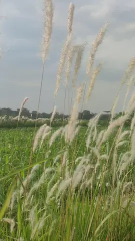 rumput ilalang berjalan ke tengah lembaran #videomentahan #estetik #cinematic #cinema #videoestetik #alam #bergemasampaiselamanya 