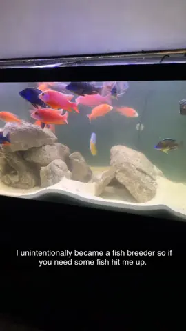 #Aquarium #FishBreeder #Cichlids #Missouri #ForSale 