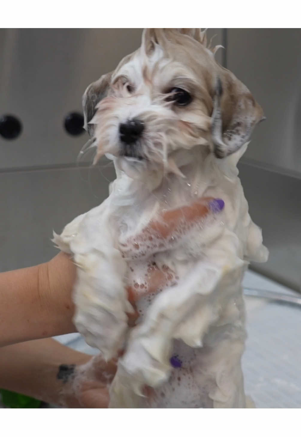 Who doesn’t love these sweet little cotton balls 🤍 #groomerlife🐾 #groomer #animalovers #petloversoftiktok #viral #fyp #doglover #dogsoftiktok 