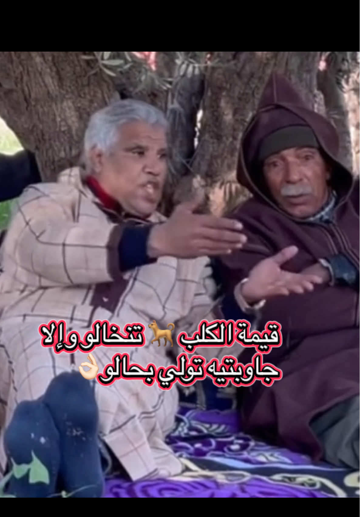 قيمة الكلب تنخالو وإلا  جاوبتيه تولي بحالو #فلو_ليك_إكسبلور_بالحب♥ #رمضان_يجمعنا #مشاهير_تيك_توك #القافة_تسير_والكلبة_تنبح #