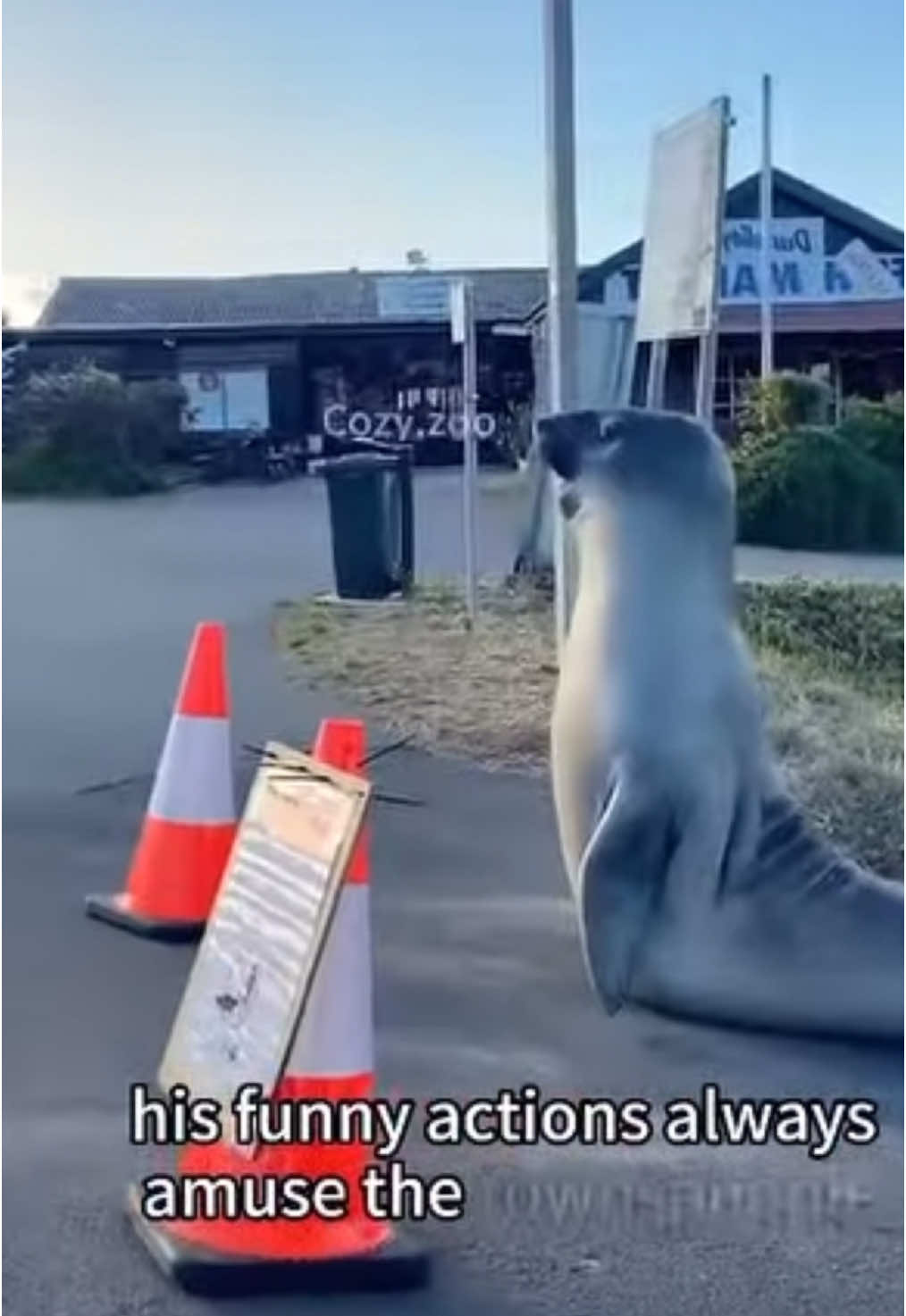 Meet Neil the Seal 🦭 