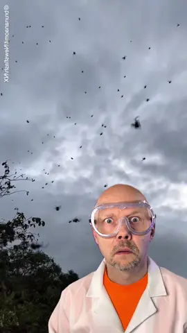 Spider rain 
