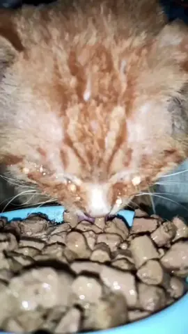 萌宠计划 #猫咪 #cat #fyp #tiktok #katze #fypシ #萌宠#cat #katze 