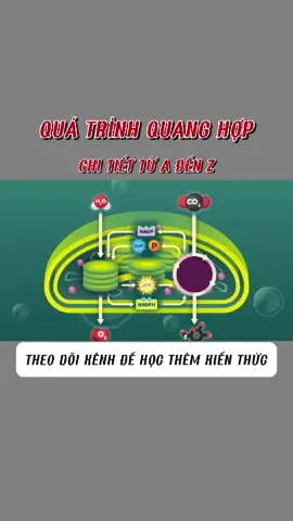 Chi tiết quá trình Quang hợp từ A - Z 