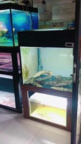 góc đam mê #QuangTrần #xuhuong #aquarium #channaindonesia #carong 