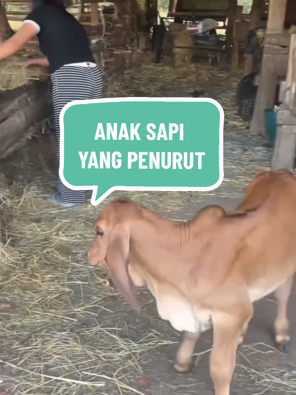 Anak sapi penurut,jinak dan lucu #komedi #kocak #ngakak #sketsakomedi #thailand #indonesia #fyp #trending #viral #jangkauanluas