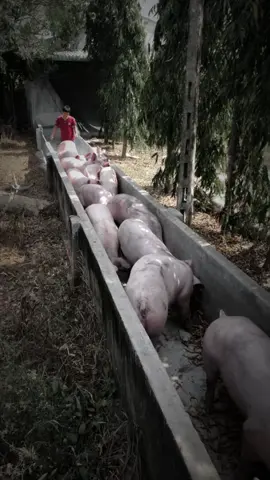 #xuhuong#xeheodongnai @Nguyễn văn Tước 🐷🐷 Heo Em Về Đều Đều Nha Mn Cần ib Em.