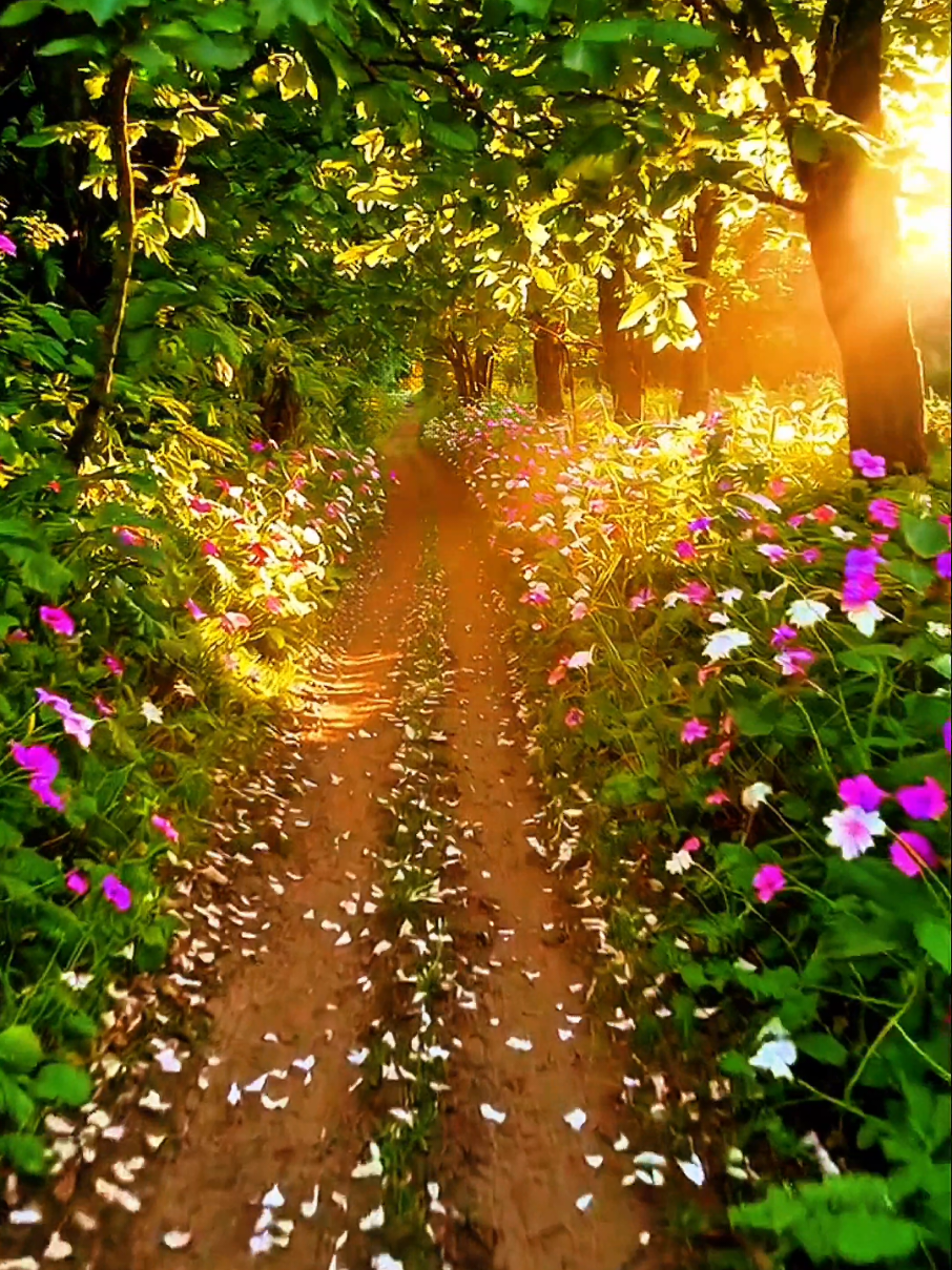 🌿✨ Alguns caminhos não pedem pressa... só presença. Sinta a luz dourada te guiar, o perfume das flores no ar e cada passo abrindo espaço para a beleza da vida. Você está exatamente onde precisa estar. ☀️🌸 Curta, compartilhe e envie para alguém que merece caminhar por um lugar assim! 📌 Salve para lembrar: a vida floresce onde há luz e leveza. 🌿✨ Some paths don’t ask for haste… just presence. Feel the golden light guiding you, the scent of flowers in the air, and every step making space for life’s beauty. You are exactly where you need to be. ☀️🌸 Like, share, and send to someone who deserves to walk through a place like this! 📌 Save this to remember: life blooms where there’s light and gentleness. #paravoce #fy #fyp #natureza #flores #paisagem #inspiração #caminho #harmonia #florescer #serenidade #beleza #renovação #goldenhour #sunlight #momentos #vida #trilhas #conexão #energia #esperança 