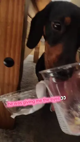 #dogs #yum #buddytheminisausage  #doglovers  he was watching me eat this and he's like... can I have a little bite hahaha so I gave him the tub for a taste haha. it was a wee trifle. he got the endy bits. lol. 