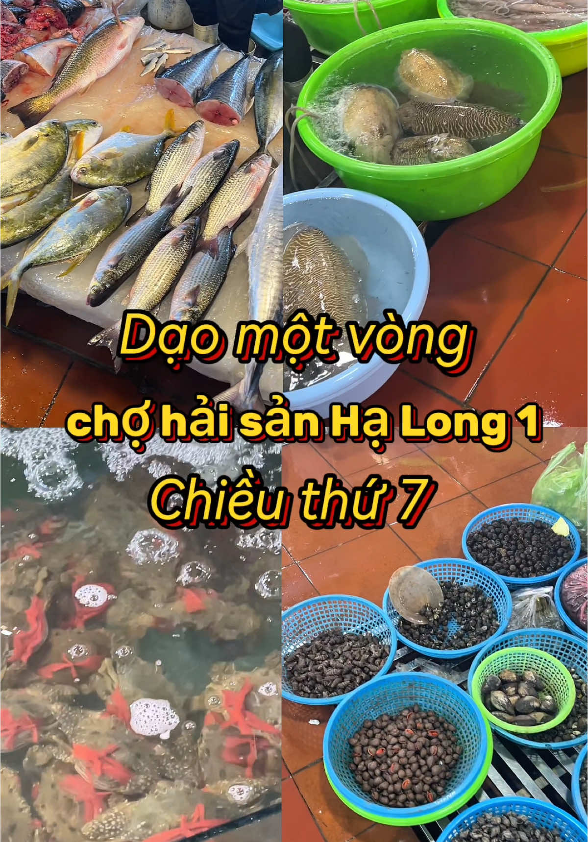 Chợ chiều Hạ Long chọn hải sản tươi sống #haisanquangninh #haisan #xuhuong #sieuthihaisankhonhatminh