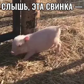 1:0 в пользу суперпоросенка спасибо людям, которые подсказали мне эту песню #суперпоросёнок #мейбибейби #щп #песня #хрюшки #рекомендации 