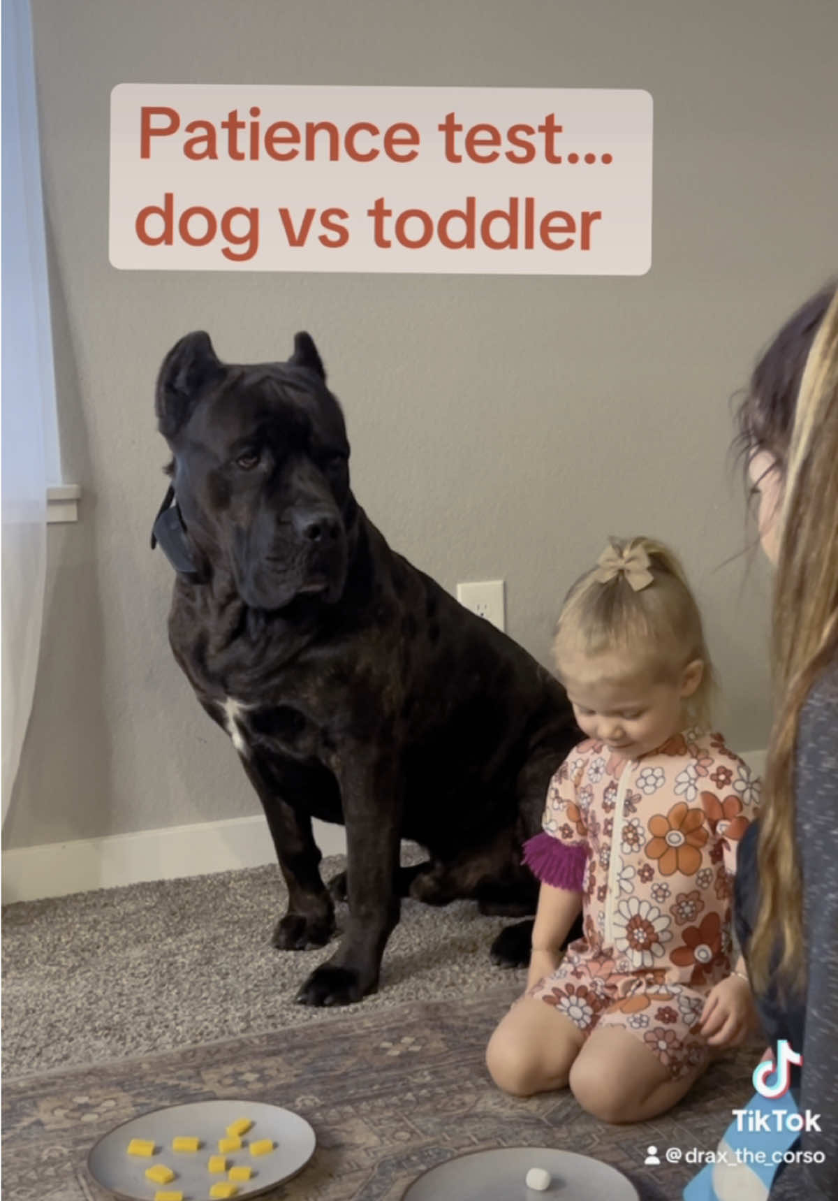 Who do you think will pass the test?? 😉 #canecorso #PetsOfTikTok #dogsoftiktok #dogandbaby #dogandtoddler 