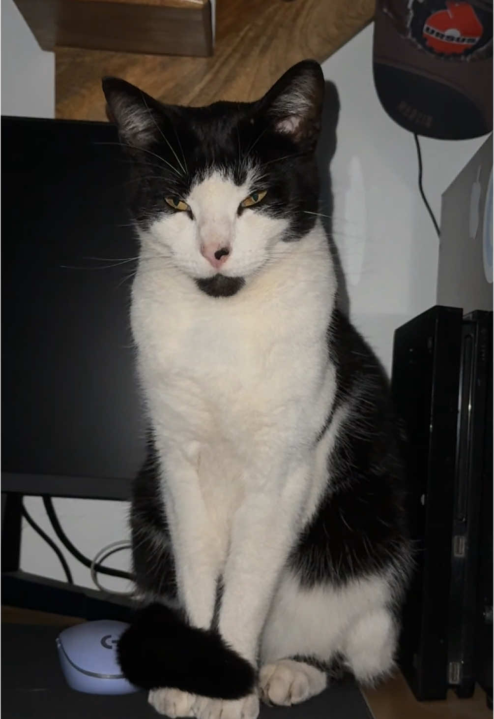 What I wake up to at night #cat#mog#looksmaxing#meme#fyp#viral#cattok 