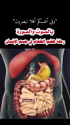 رحلة هضم الطعام في جسم الأنسان  #سبحان_الله_وبحمده_سبحان_الله_العظيم 
