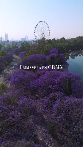 Llegaron los jacarandas 🥰🥰 #aztlan #ciudaddemexico #primavera #jacarandascdmx #jacarandaseason #cdmx 