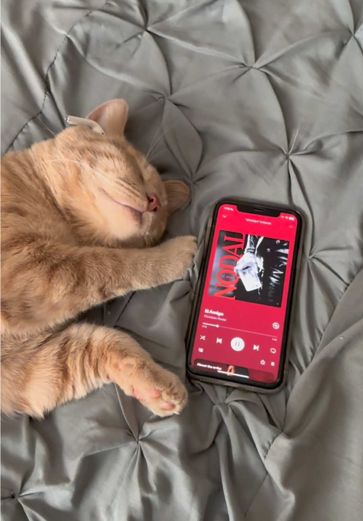 @Christian Nodal #elamigo #christiannodal #nodal #gato #gatos #gatostiktok #gatosdetiktok #