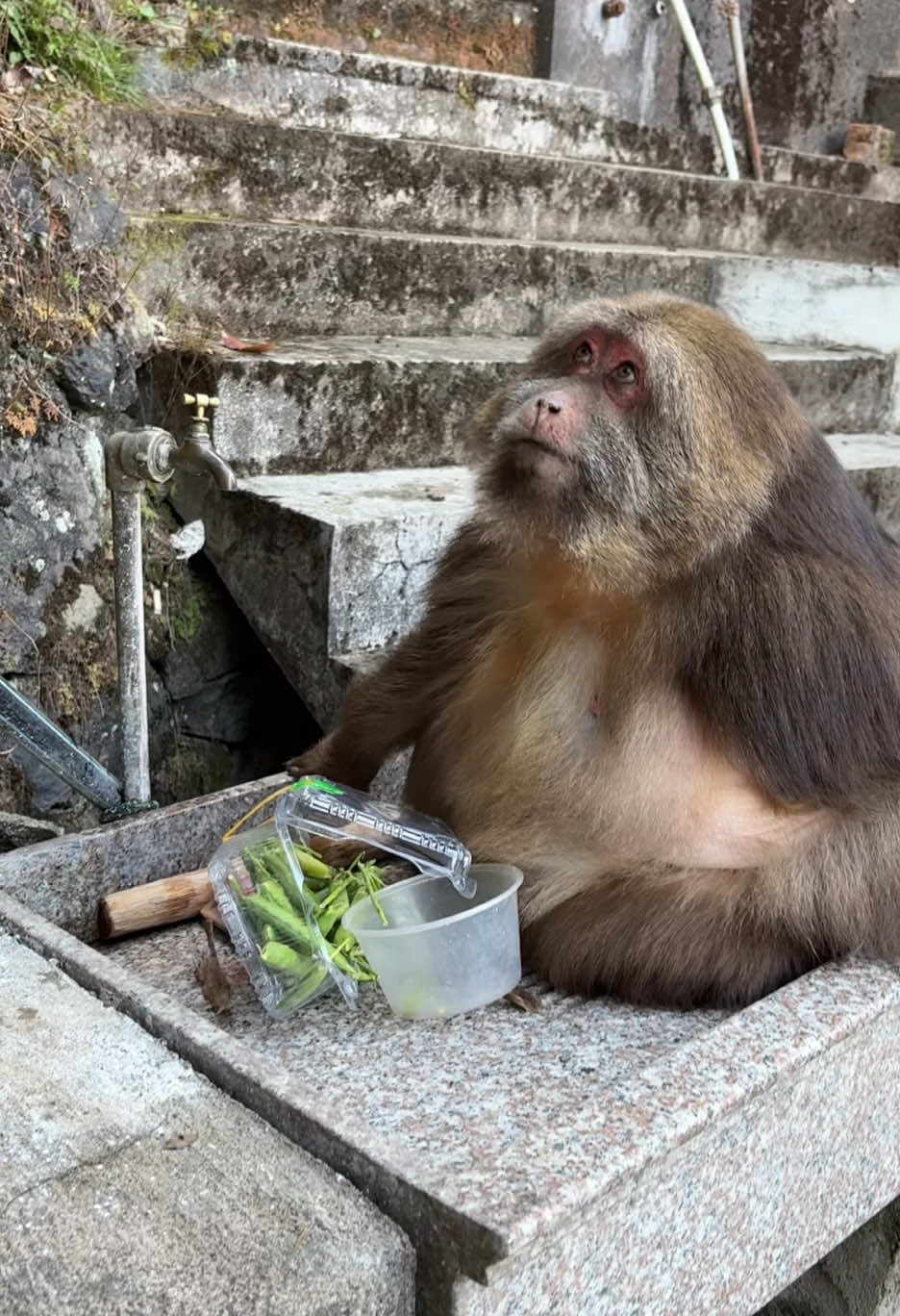 Xingxing the monkey loves to eat green beans the most. #monkey #animal #monkeyxingxing 