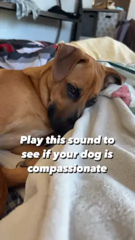 Pt. 2 #dogchallenge #dogsofinstagram #dogs #dogsofinsta #dogsofinsta #dogstagram #dogslovers #funnydogs