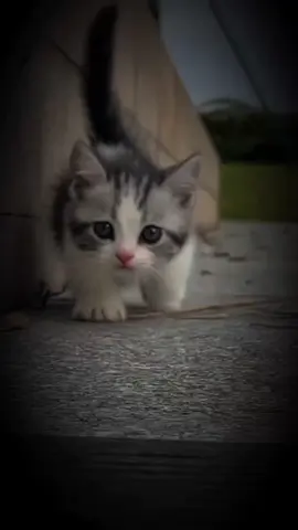 ليتنا نعرف نهاية الأشياء قبل بدايتها 🍃❤️‍🩹  #الحمدلله_دائماً_وابداً 