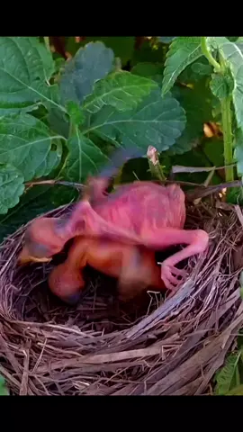 #bird #viral #video #foryou #foryoupage #fyp #nature #tiktok #unitedstates #wildlife #fypシ゚viral #fypシ #birdsoftiktok #germany 