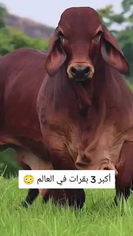 اكبر 3 بقرات في العالم 😳 #عشوائيات #معلومات #افكار #تكنولوجيا 