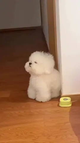 졸린 멍멍이  💤💕🐶 #비숑 #bichon 
