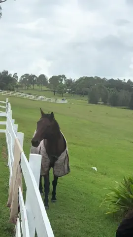Our Sunday ritual🤎🌾 #horses #fyp #sunday