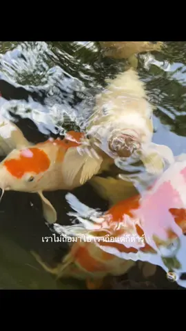 #ฟืด #เธรด #