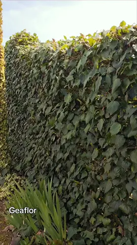 #siepe#hederahelix #edera#giardino #giardinaggio #landscape #verde #green#pareteverde #pareteverdeverticale 